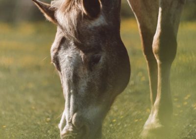 Dreamtime Animal Sanctuary Grazing Pony