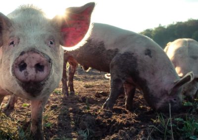 Dreamtime Animal Sanctuary Happy Pigs