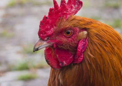 Dreamtime Animal Sanctuary Rooster and Chicken Rescue