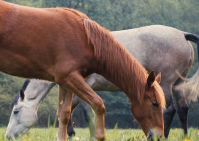 Dreamtime Equine Sanctuary and Rescue