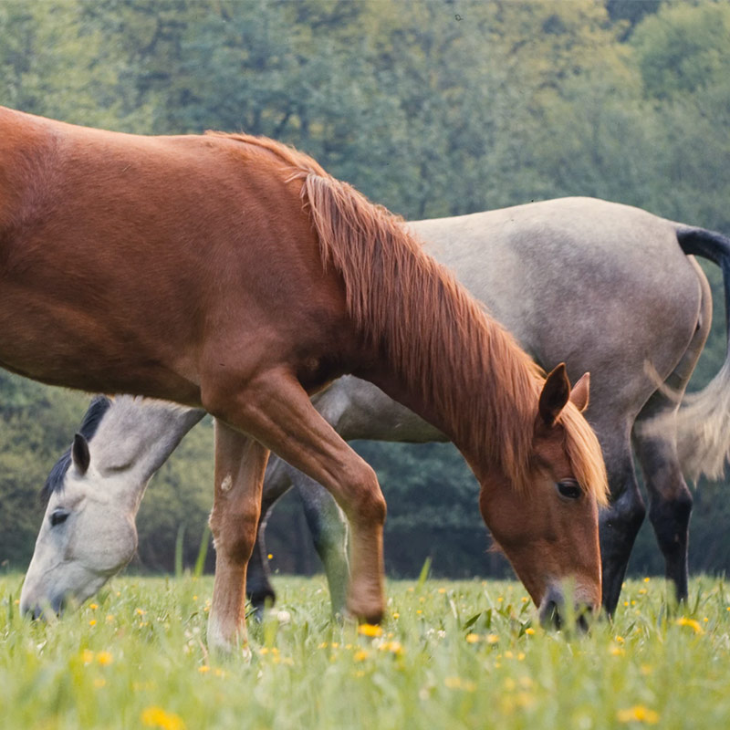 Dreamtime Equine Sanctuary and Rescue