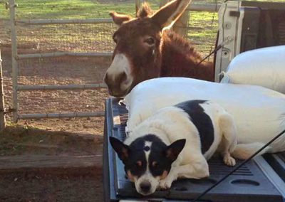 Dreamtime Dogs