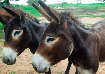 Dreamtime Donkeys