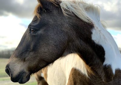 Dreamtime Equine