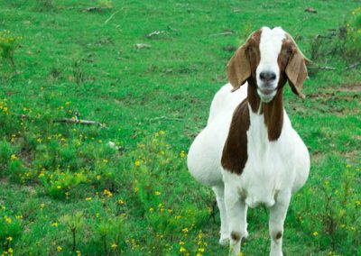 Dreamtime Goats