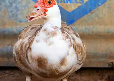 Fowl Animal Sanctuary and Rescue