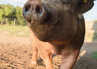 Pig Rescue and Sanctuary